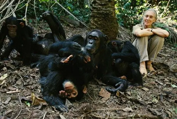 Chimpanzee habituation