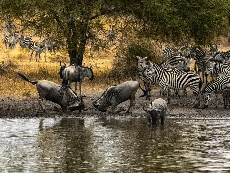 Ruaha National Park