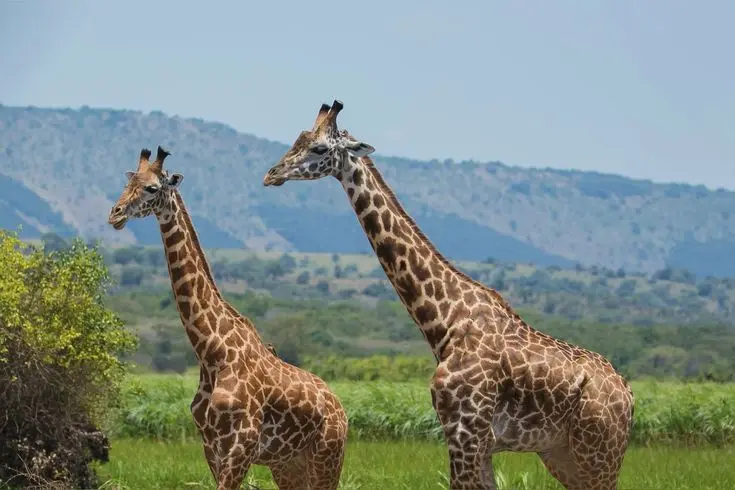 Giraffes in Akagera National Park