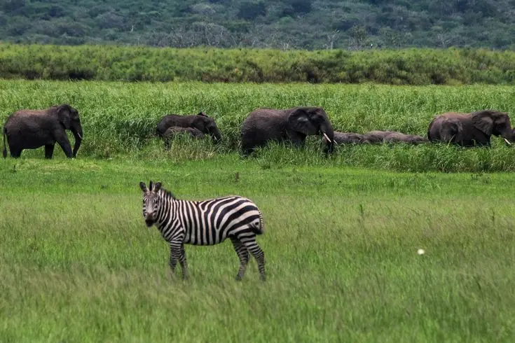 Zebra in Akagera National Park