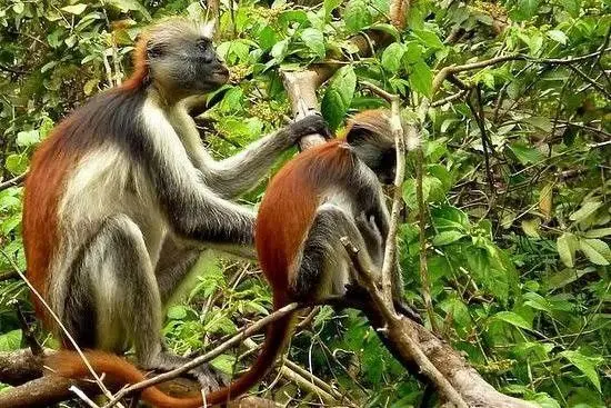 Jozani Forest monkeys