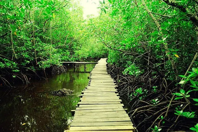 Jozani forest walk trail
