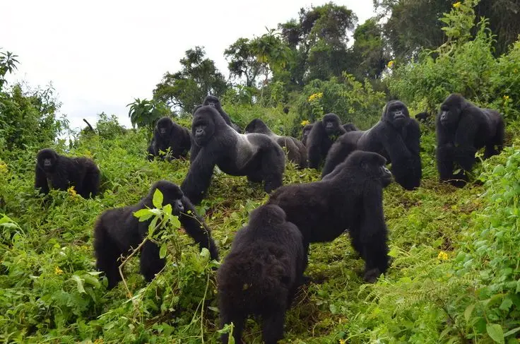 gorilla family in Volcanoes national park