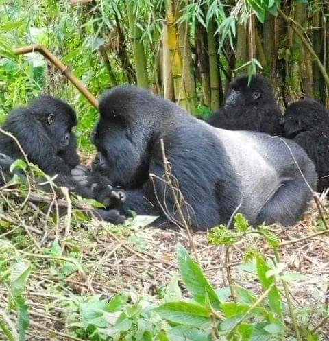 Gorilla Family in Volcanoes National Park