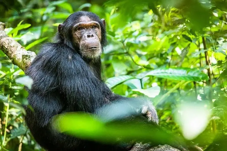 Chimpanzee trekking in Rwanda