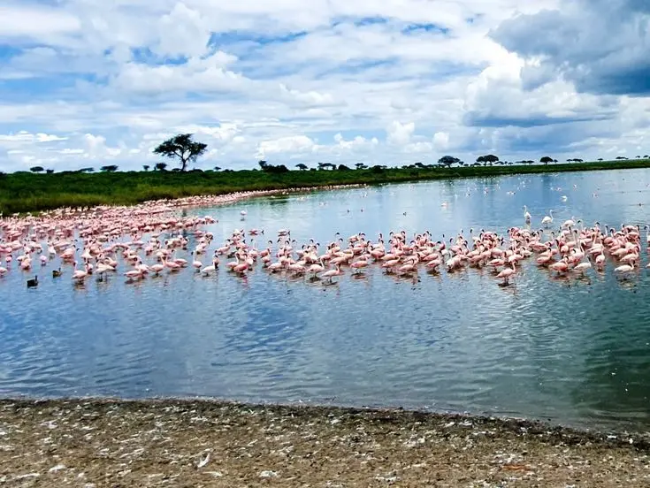 Lake Kivu Birding