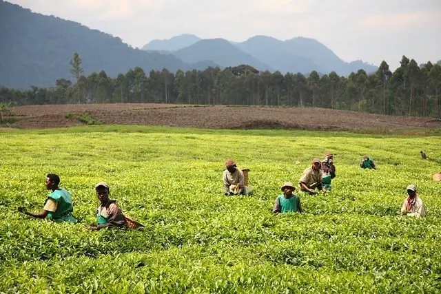 Rwanda tea and forest safari