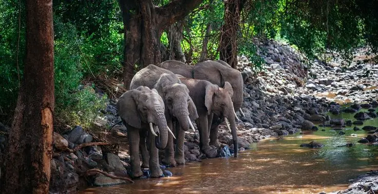 Forest elephants in Nyungwe National Park