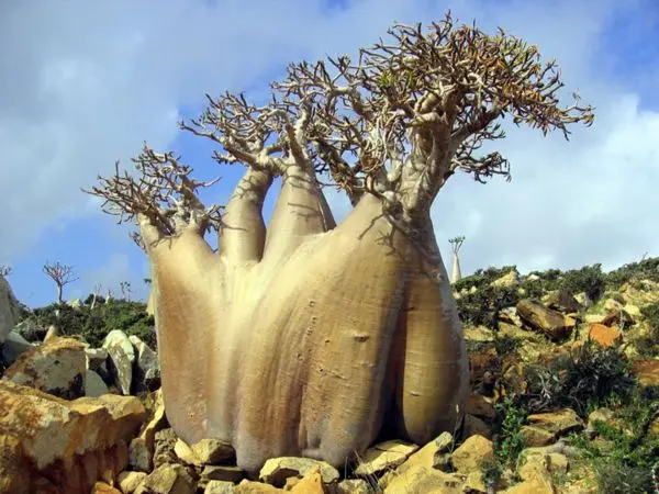 Buhanga Sacred Forest