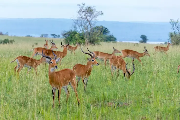 Antelopes grazing in Queen Elizabeth National Park