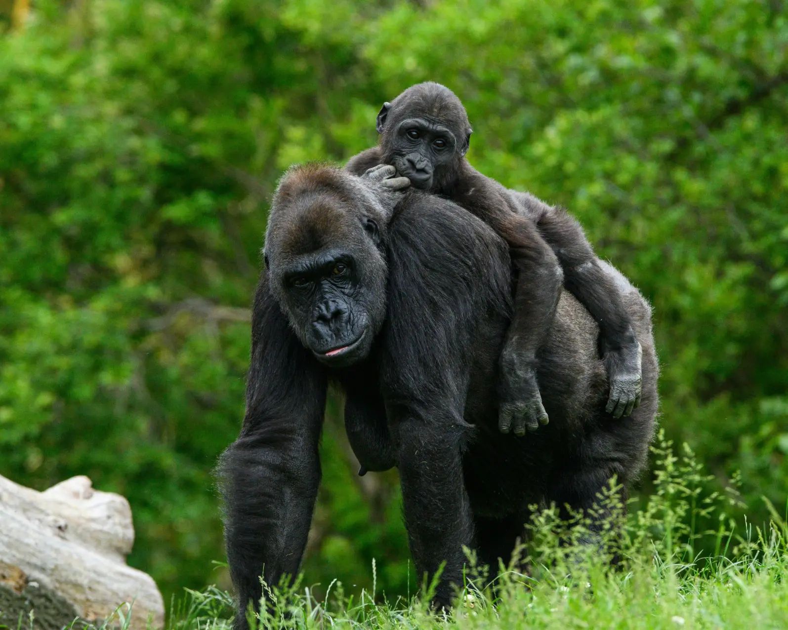 Mountain Gorilla Trekking