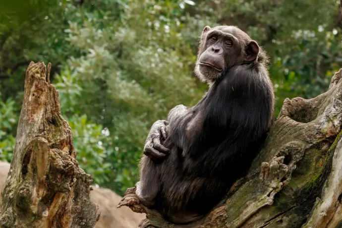 Chimpanzee tracking in Uganda - Kibale
