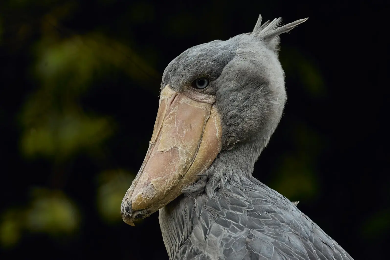 Where to see Shoebills in Uganda
