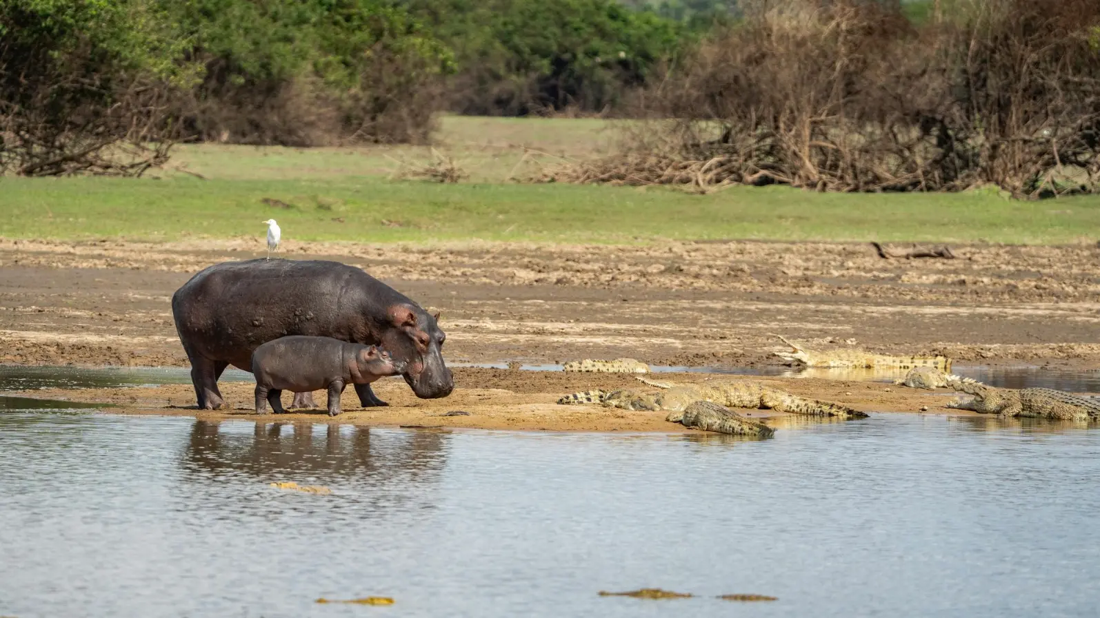 Hippo census in Uganda