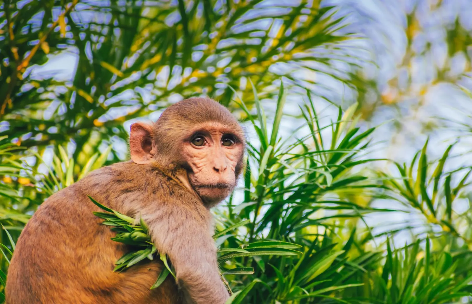 Primate safaris 2025