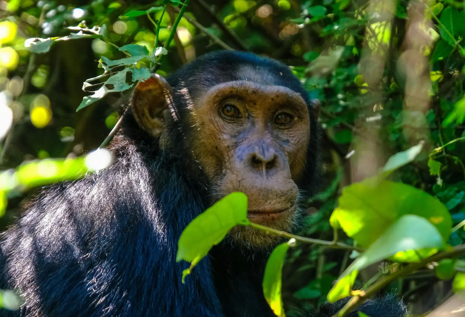 Best Chimpanzee tracking destinations 2025
