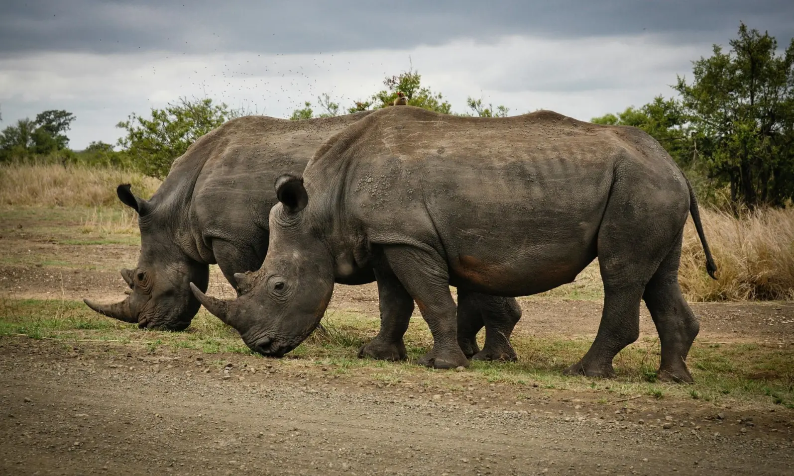 Ziwa Rhino Sanctuary in Nakasongola