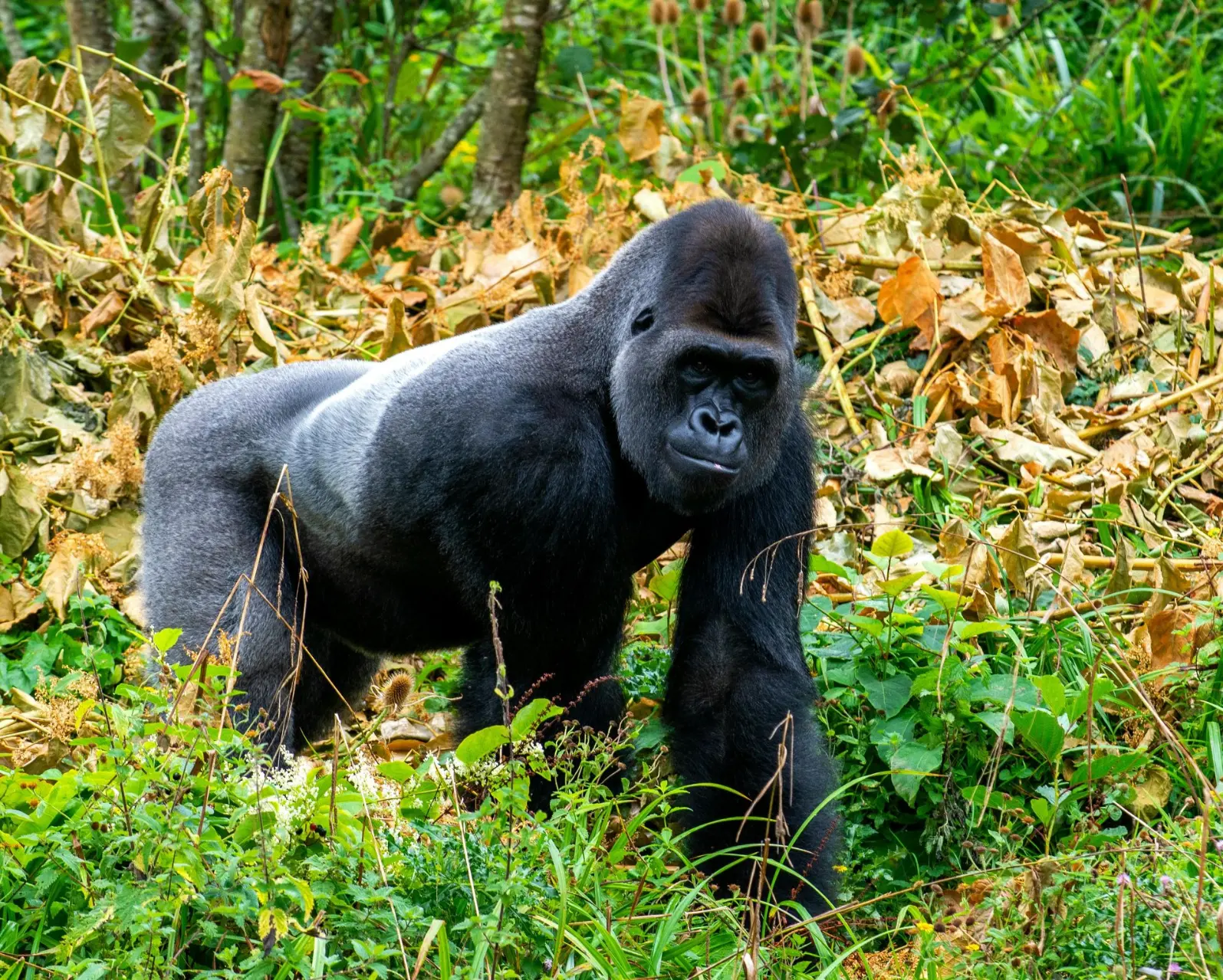 Best place to trek mountain gorillas 2025