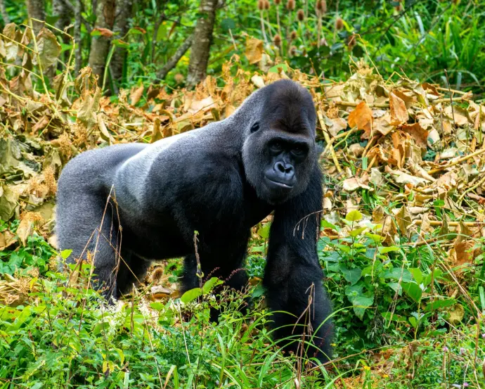 Gorilla trekking Uganda 2025