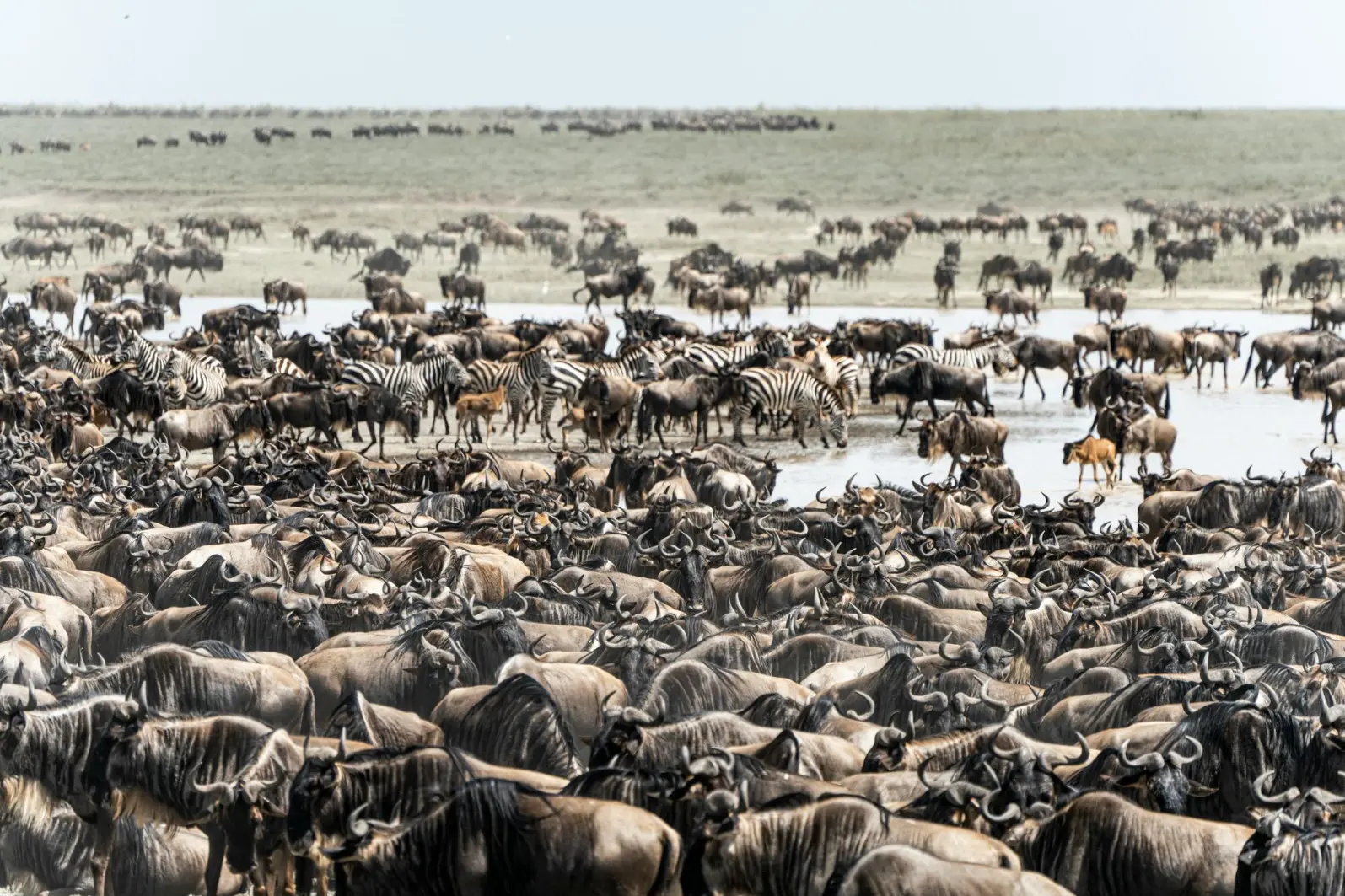 The great migration in Tanzania 2025