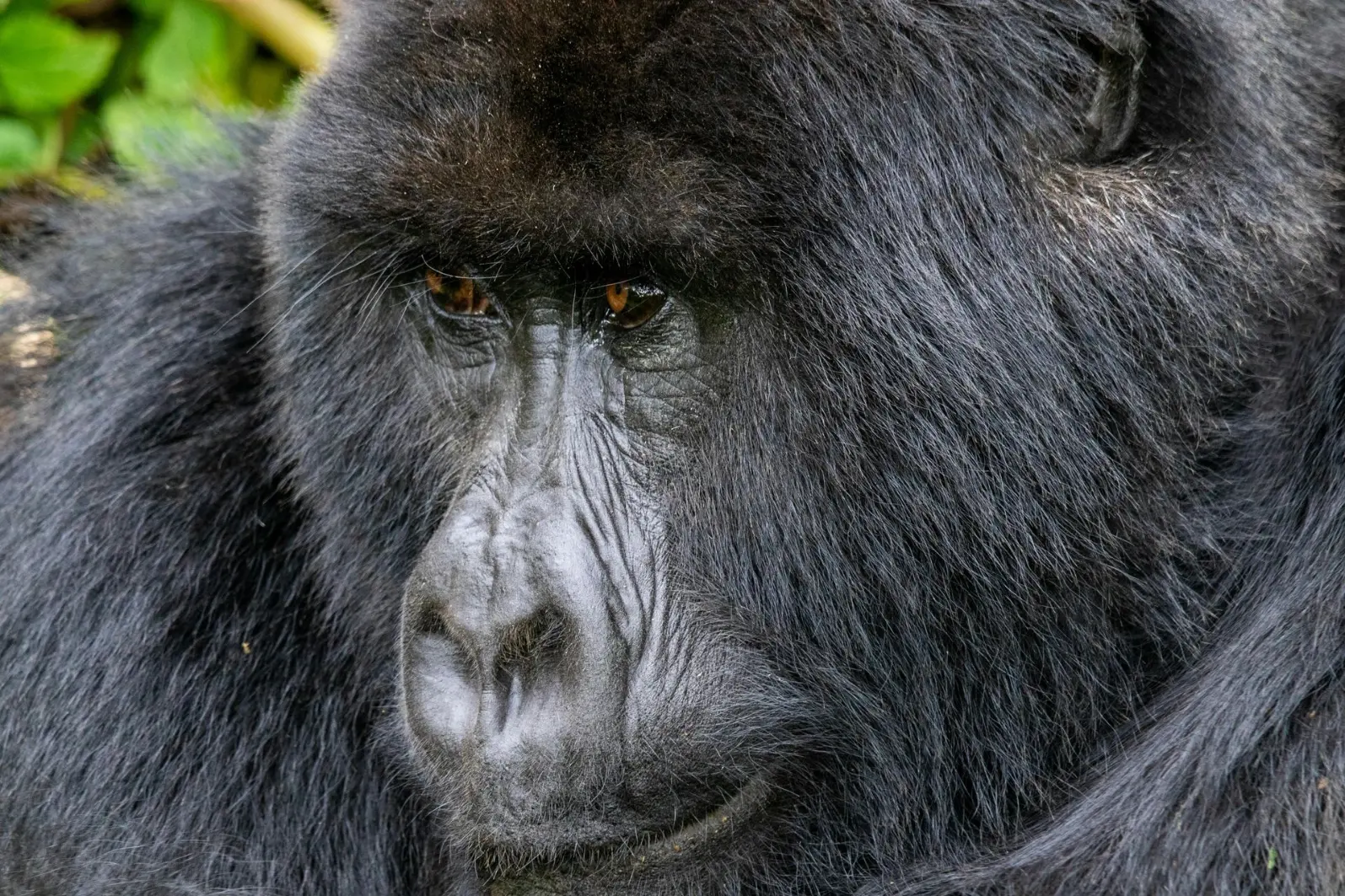best Mountain gorilla tours Gorillas in Uganda