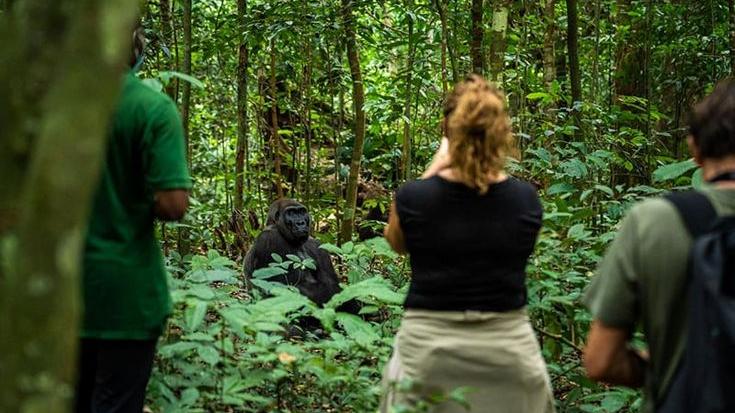 Gorilla trekking with Nile Abenteuer Safaris