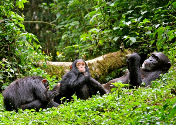 Kibale chimpanzee tracking