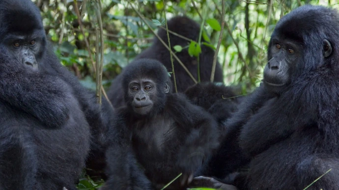 Mountain gorilla family in Bwindi