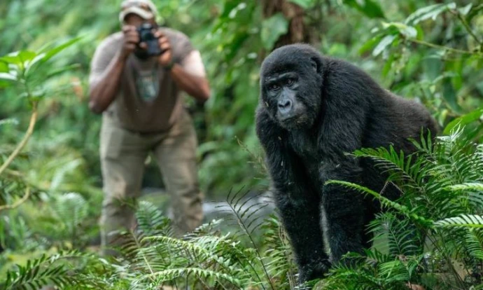 Gorilla tracking in Bwindi