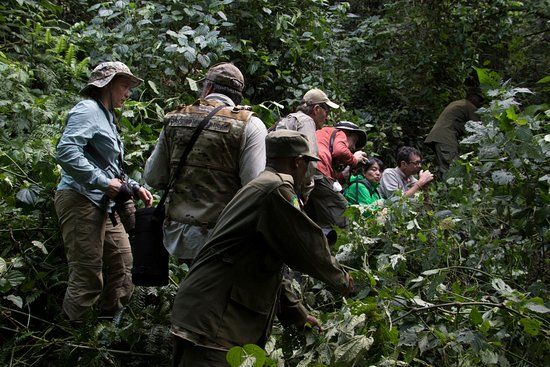 Gorilla trekking ongoing in Bwindi Uganda gorilla tracking