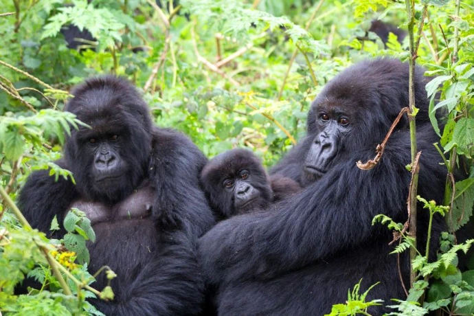 Gorilla tracking Uganda