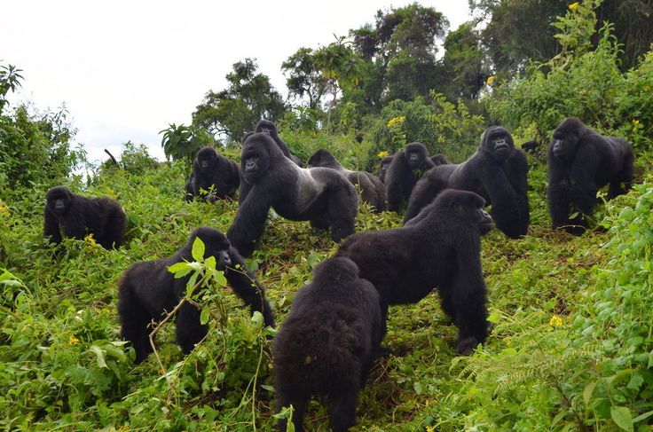 Gorilla tracking Uganda