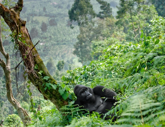 Bwindi gorilla