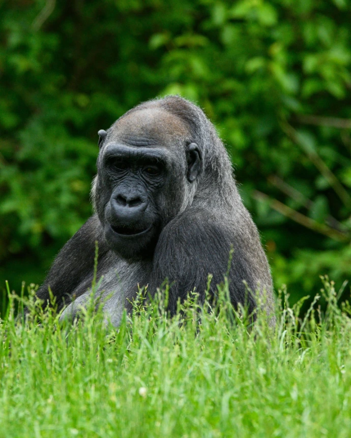 Bwindi gorilla tracking
