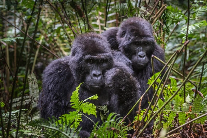 Mountain gorillas in Bwindi