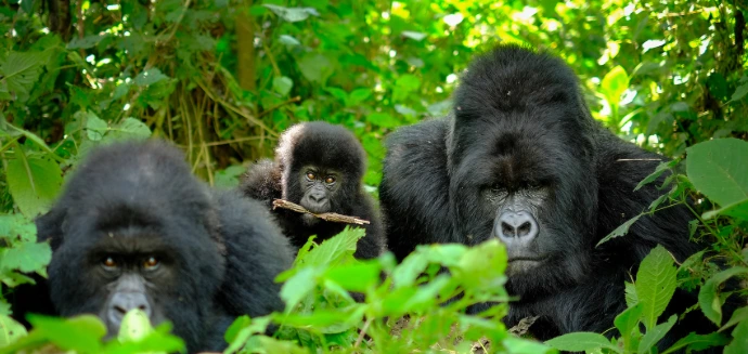 Mountain gorillas
