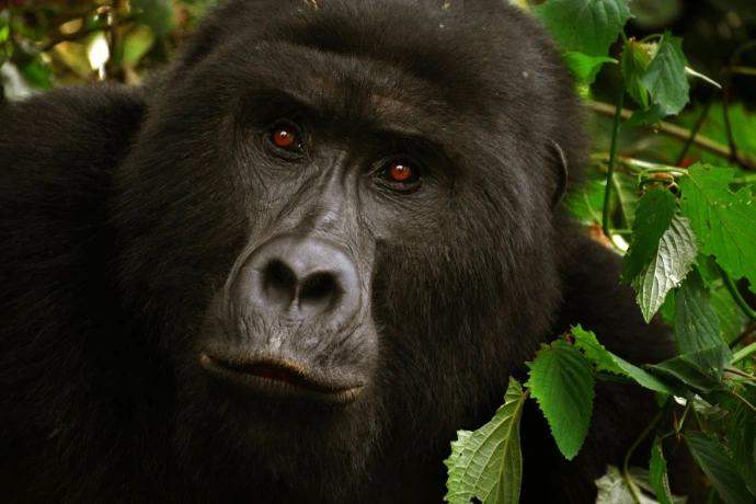 A mountain gorilla in Bwindi