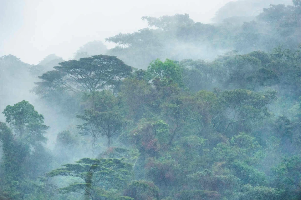 Ancient diverse Bwindi forest