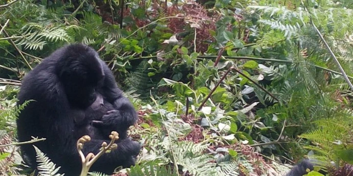 Mgahinga gorilla trekking