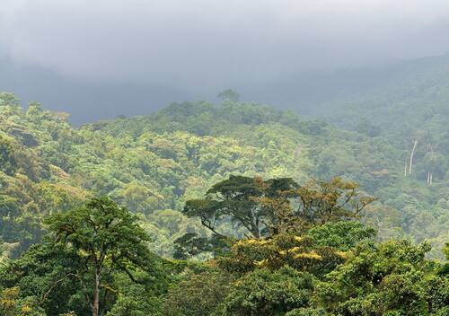 A lushly view of Bwindi Forest