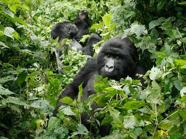 A gorilla family being visited
