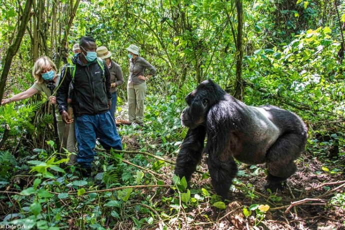 Tourists trekking gorillas in Bwindi