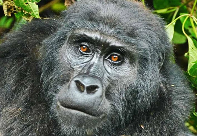 A female gorilla in Bwindi