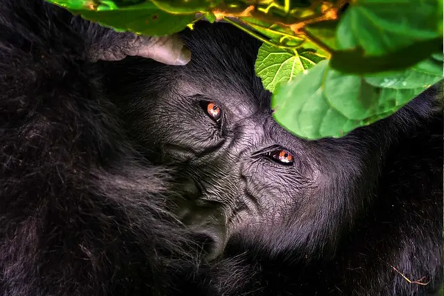 A gorilla in the bush