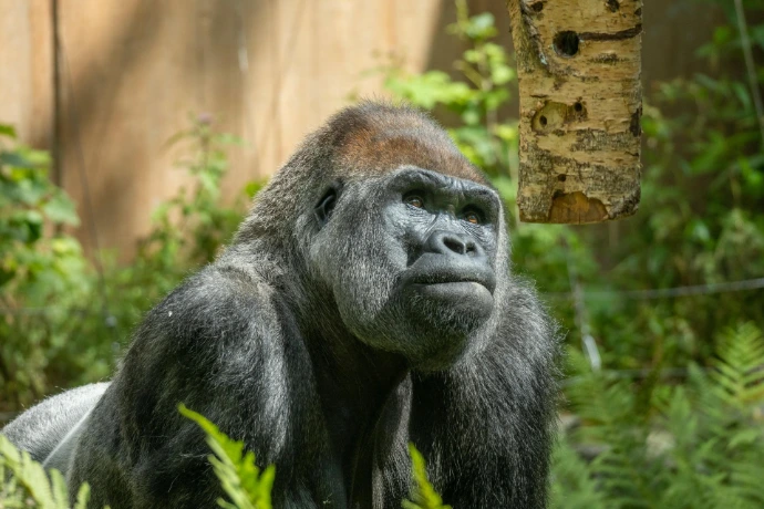 Silverback in the wild