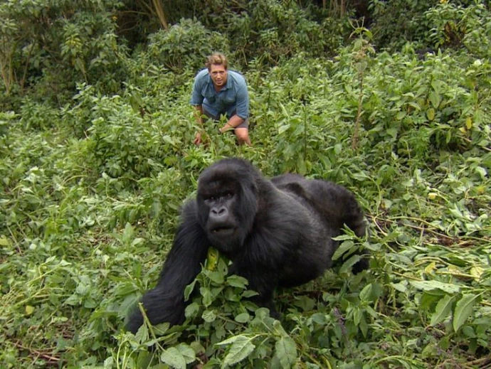 Uganda gorilla encounter