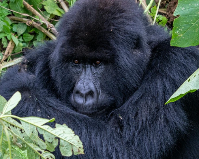 A mature gorilla in Bwindi's forest