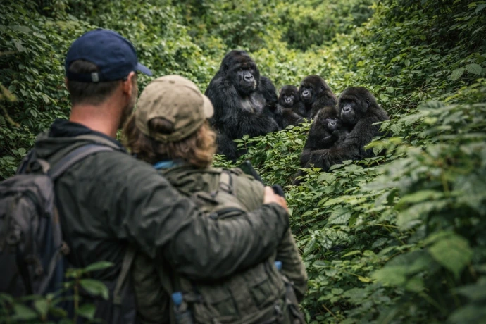 A couple watching mountain gorilla in Bwindi
