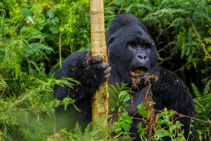 A gorilla eating green leaves and holding a tree