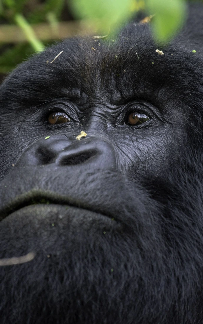 A mountain gorilla portrait